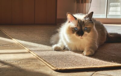 Repairing Pet Damage on Oriental Rugs